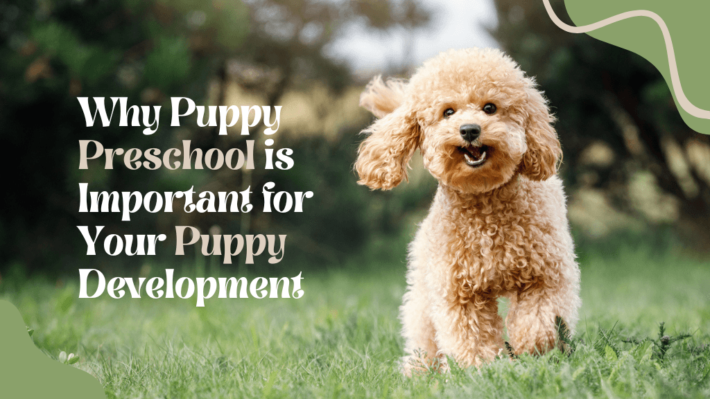 Why Puppy Preschool is Important for Your Puppy Development Why Puppy Preschool is Important for Your Puppy Development